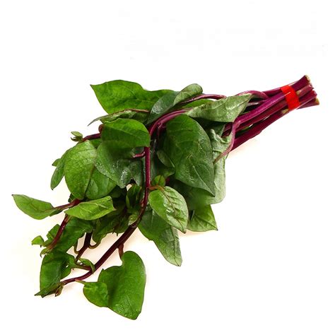 15 Red Stem Malabar Spinach Heat Tolerant Non Bolting Etsy