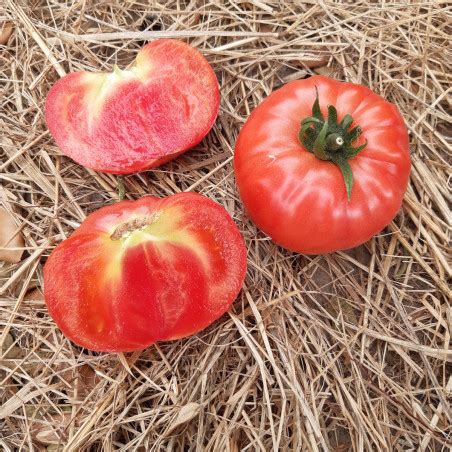 Nos Graines Potag Res De Tomate Rose Buffalopink F La Bonne Graine