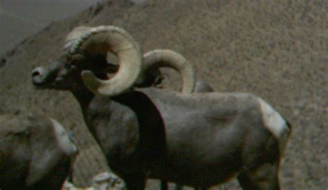 Jay Scott Outdoors How To Field Judge And Score Desert Bighorn Sheep 6