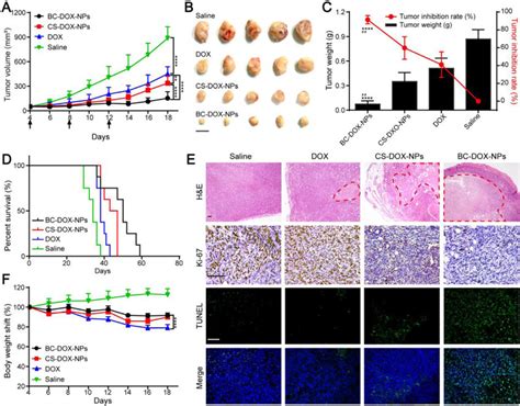 In Vivo Antitumor Efficacy Of Formulations A Mean Tumor Growth