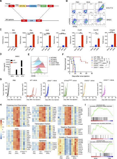 It Injection Of Rmva Elicits Strong Antitumor Immunity A Schematic