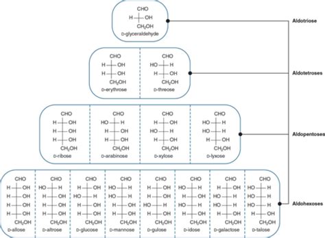 Carbohydrate Structure And Function Flashcards Quizlet