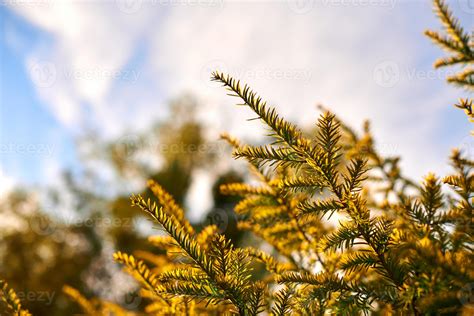 Yew tree Taxus baccata branch copy space, evergreen yew tree in beautiful sunlight, sunny ...