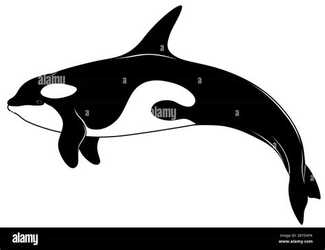 Killer whale, tattoo Stock Vector Image & Art - Alamy