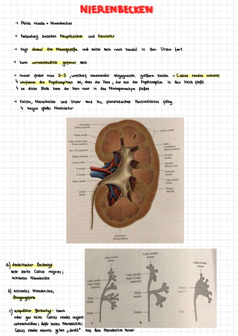 Nierenbecken Zusammenfassung Endspurt Skripten fürs Physikum