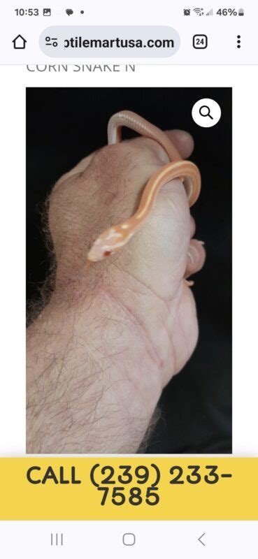 FEMALE SCALELESS ALBINO TESSERA CORN SNAKE Reptile Mart