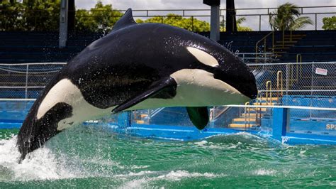 Entrenamiento De La Orca Lolita Para Su Traslado Del Seaquarium El