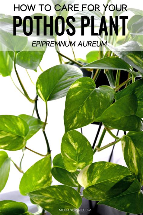 Epipremnum Aureum Care Grow Thriving Pothos Plants