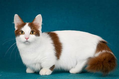 How Long Does a Munchkin Cat Live? Average Lifespan, Data & Care - Catster