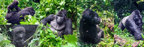 Wildlife Safari In Virunga National Park Congo Safaris Tours Congo