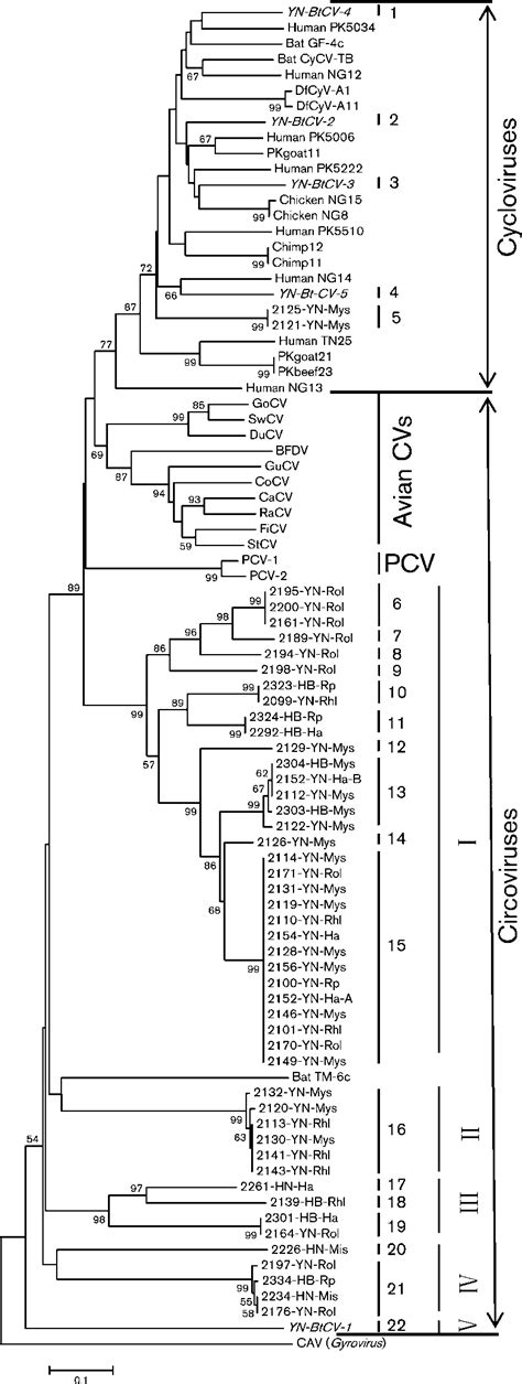 Phylogenetic Analysis Of Partial Rep Protein Sequences Obtained From