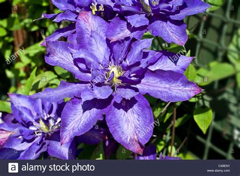 Double Clematis Flower Stock Photos And Double Clematis Flower Stock