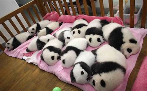 Cute Baby Pandas - Cuddly Creature - XciteFun.net