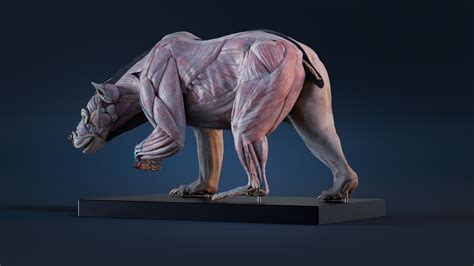 ArtStation - Digital 3D Grizzly bear anatomy Atlas for Artists | Resources