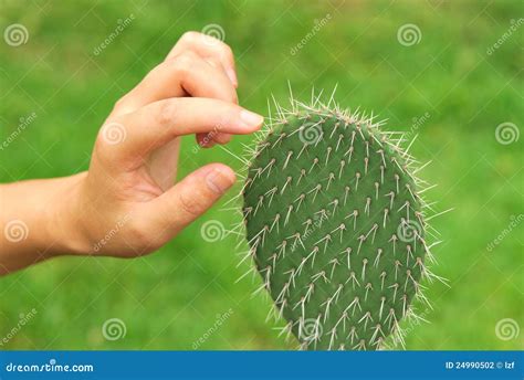 Hand Touch Cactus Stock Photo Image Of Spinous Desert 24990502