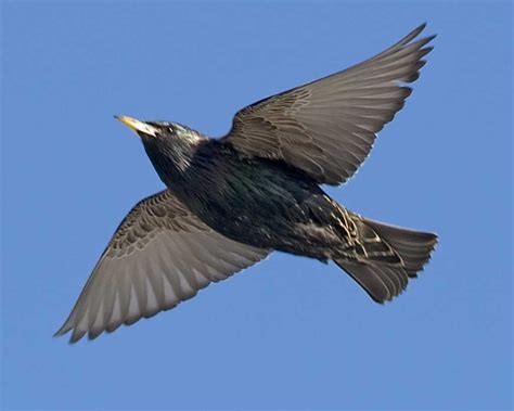 European Starling