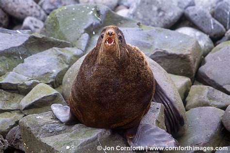 Northern Fur Seal 1 Photo Picture Print Cornforth Images