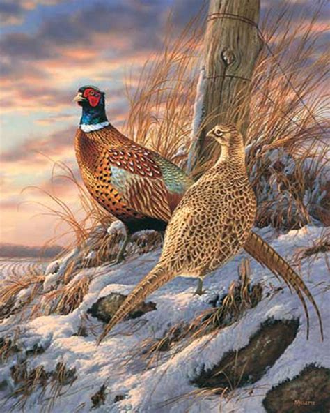 Pheasant Animal Paintings Beautiful Birds Wildlife Art