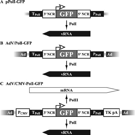 Schematic Diagrams Of The Transcription Cassettes Of Ppoli And Advs For