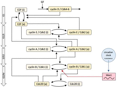 Biology Free Full Text Modeling The Circadian Control Of The Cell