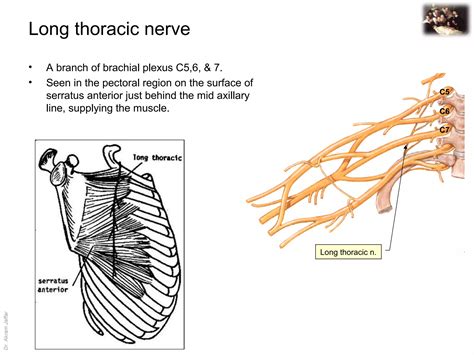 Applied Anatomy Long Thoracic Nerve Injury Ppt