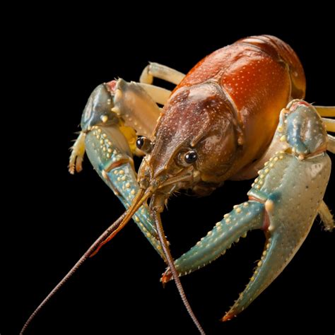 Brown Crayfish