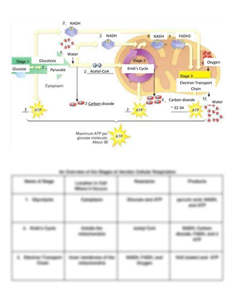 Solution Cellular Respiration Overview Worksheet Studypool