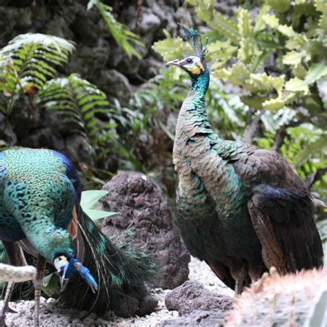 Javagreen Peafowl