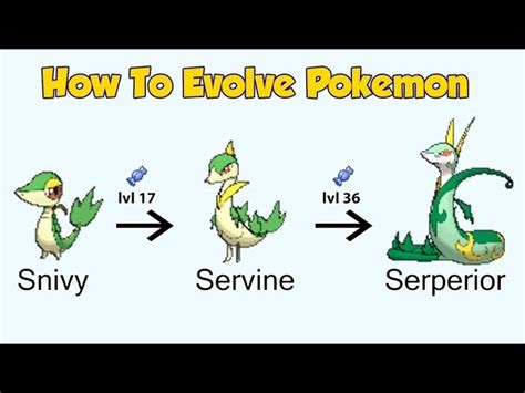 Pokemon Servine Evolution