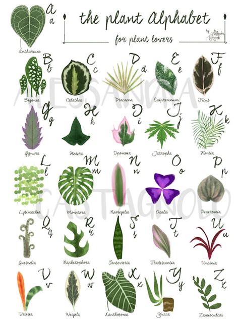 The Plant Alphabet For Plant Lovers Indoor Tropical Etsy