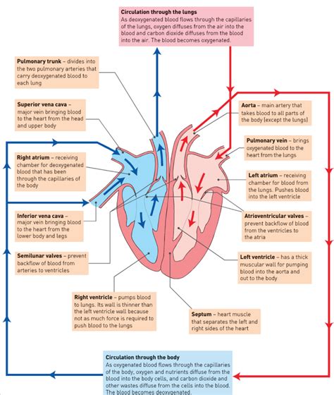 Circulatory System Teacher Resources And Classroom Games Teach This Artofit