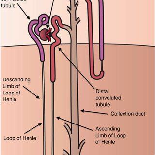 Nephron anatomy. The nephrons are made up of tubules, and the proximal... | Download Scientific ...