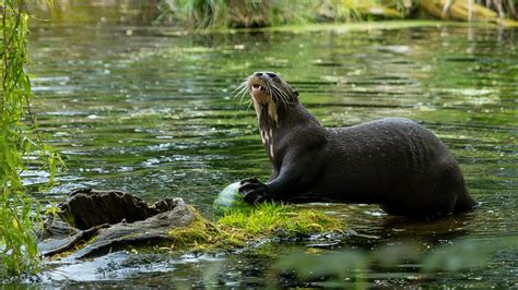 Steve And Aneeshwar Go Wild Series 1 6 Baboon And Giant Otter BBC