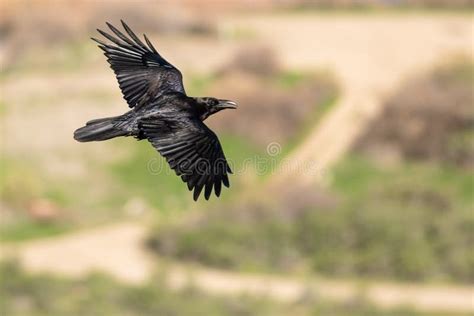 Common Black Raven Flying Over the Canyon Floor Stock Photo - Image of ...