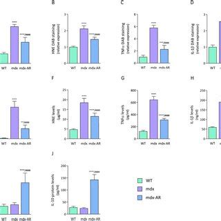 Effects Of AdipoRon Treatment On Muscle Oxidative Stress And