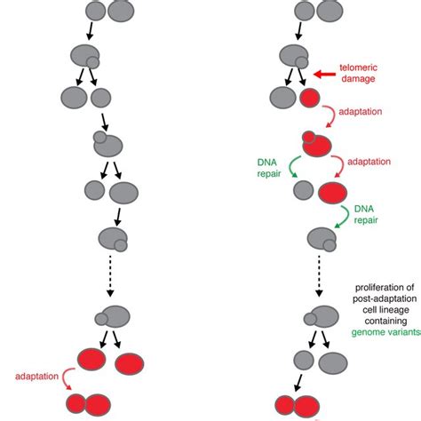 Detection Of γ H2ax Dna Damage Foci In Lmna Mutant Cells A