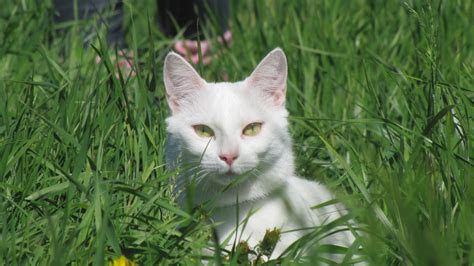 Free Images Grass White Flower Green Kitten Fauna Whiskers