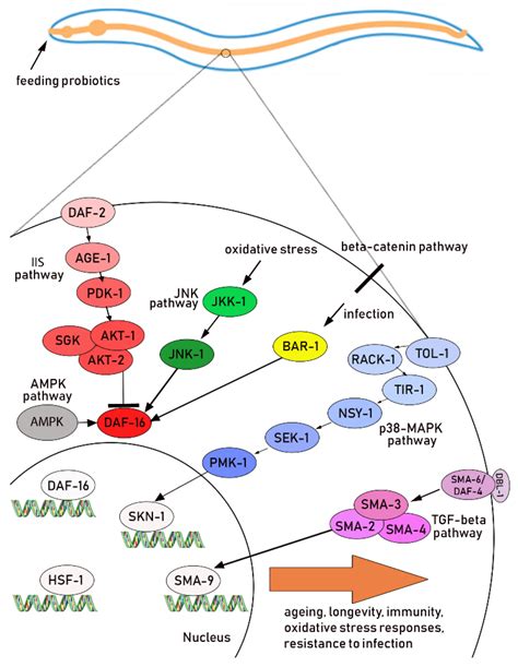 Ijms Free Full Text Caenorhabditis Elegans And Probiotics