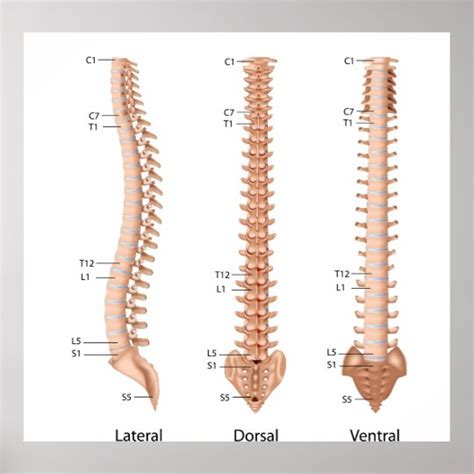 Human spine anatomy, labeled print. poster | Zazzle