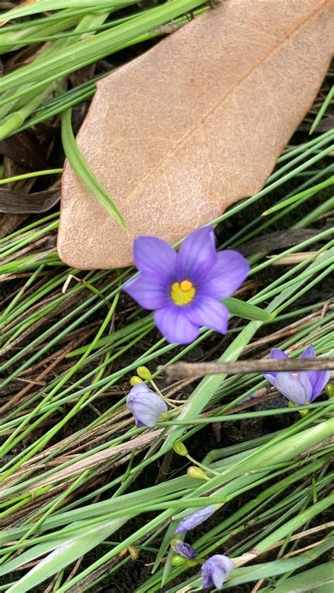 Blue Eyed Grasses From Austin On April At Pm By