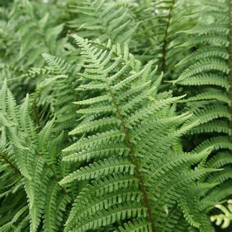 Dryopteris Affinis Mannetjesvaren Vaste Tuinplanten