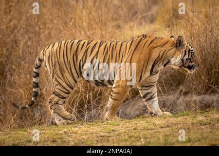 Wild Huge And Large Male Bengal Tiger Or Panthera Tigris Close Up With