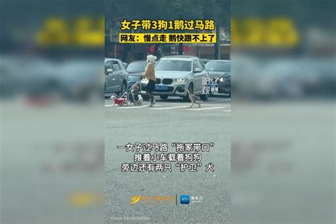 广东一女子带3狗1鹅过马路，网友：慢点走，鹅快跟不上了！广东一女子带3狗1鹅过马路女子马路广东