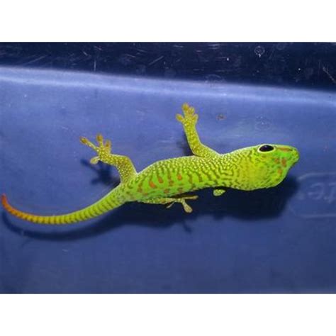 Giant Day Gecko - small - Strictly Reptiles