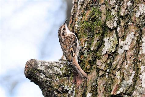 Tree Creeper At Stover Country Park By Greg Bradbury Devon Birds