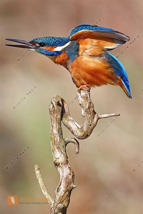 Eisvogel M Nnchen Bild Bestellen Naturbilder Bei Wildlife Media