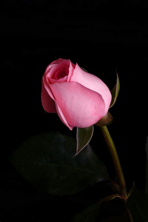 Single Pink Rose Flower Hd Wallpaper | Best Flower Site