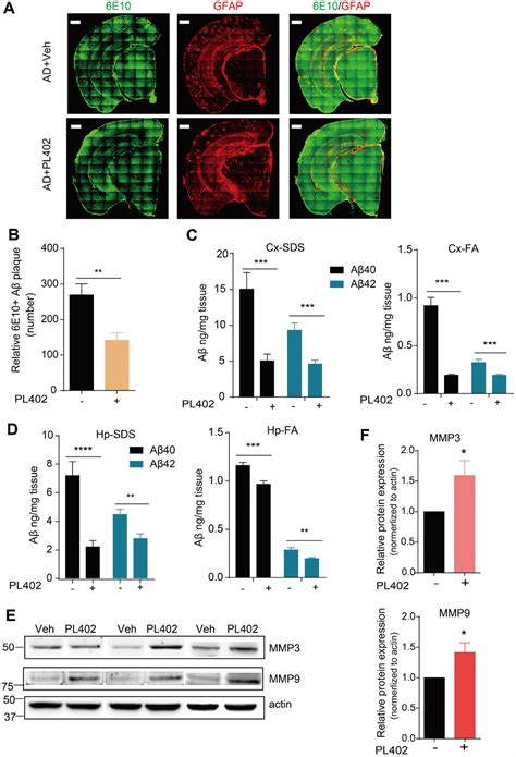 A Novel Rhamnoside Derivative PL402 Up Regulates Matrix