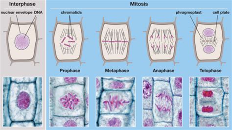 Biology Lab Practical Exam Flashcards Quizlet