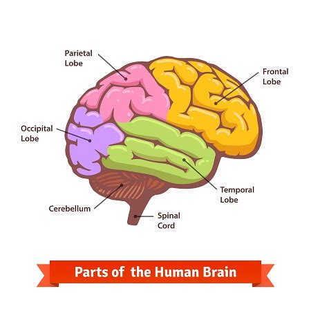 Cerebral Palsy Brain